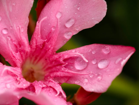 A close-up picture of beautiful pink flower, fresh and covered with water droplets after a morning rainの写真素材
