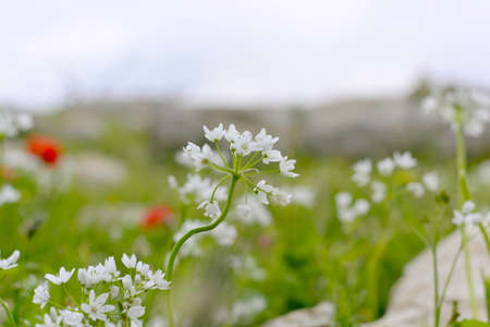 Field flowers spring green grass