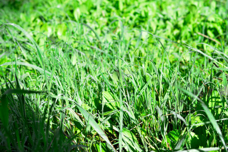Water drops on fresh green grass background. Green grass background. Raindrops on stalks of green...