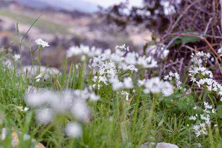 wild flowers in the field, beautiful colorful meadow of wild flowersの写真素材