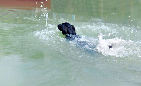 black dog swimming playing in green sea lake waterの写真素材