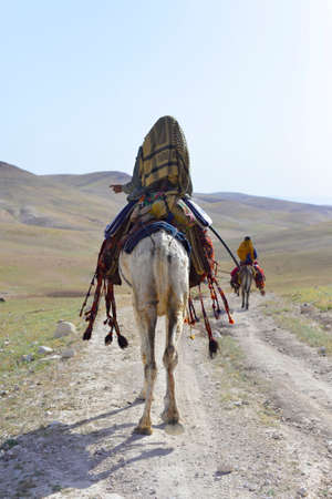 Arabian beduin man riding camel in the Israeli desertの写真素材
