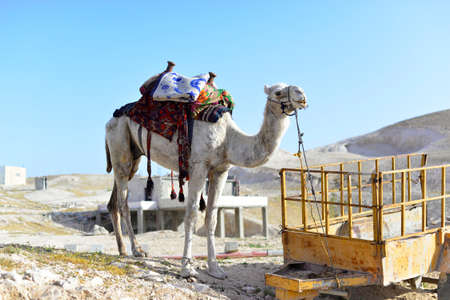 Arabian beduin man riding camel in the Israeli desertの写真素材