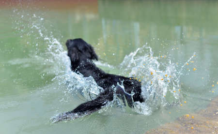 black dog swimming playing in green sea lake waterの写真素材