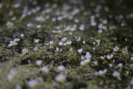 Beautiful blooming water buttercups with reeds in the river water, small crowfoot flowers in the pond with green leaves and canes. Floating flower carpet in the waterの写真素材