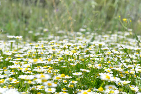 Beautiful chamomile flowers in meadow. Spring or summer nature scene with blooming daisy flowers. Soft focusの写真素材