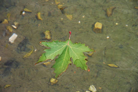 A maple leaf on the water. Fresh green maple leaf is reflecting in the water