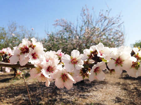 A field of blossoming almond trees, cluster of almond blossoms in full bloom. Almond tree pink flowersの写真素材