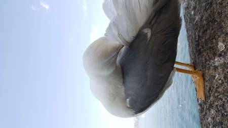 Seagull portrait against sea shore. Close up view of white bird seagull sitting by the beach. Wild seagull with natural blue sea backgroundの写真素材