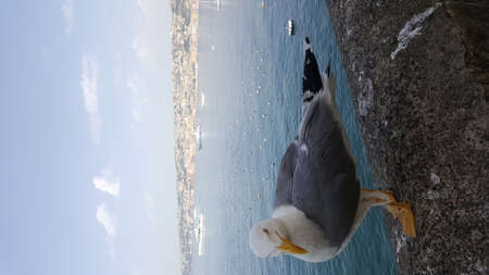 Seagull portrait against sea shore. Close up view of white bird seagull sitting by the beach. Wild seagull with natural blue sea backgroundの写真素材