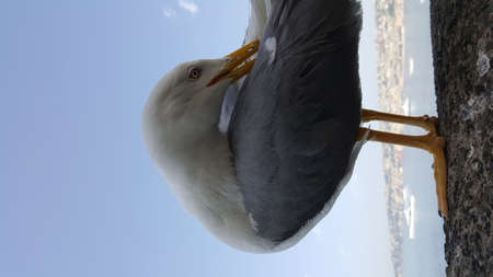 Seagull portrait against sea shore. Close up view of white bird seagull sitting by the beach. Wild seagull with natural blue sea backgroundの写真素材