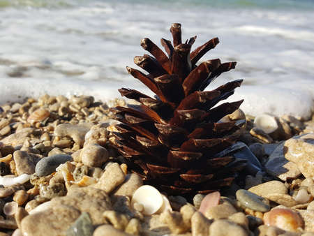 Pinecone lies on the beach. The waves breaking on a pinecone on stony beach, forming a spray and foam. pinecone on the sand near the sea. Christmas decorations. New Year's compositionの写真素材