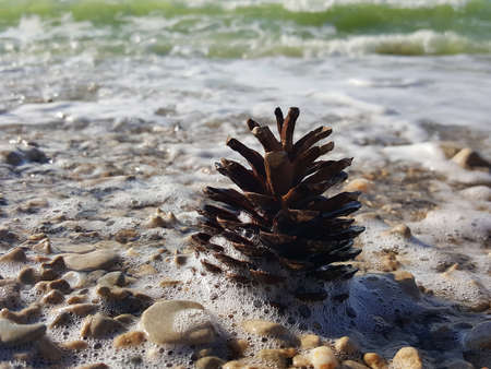 Pinecone lies on the beach. The waves breaking on a pinecone on stony beach, forming a spray and foam. pinecone on the sand near the sea. Christmas decorations. New Year's compositionの写真素材