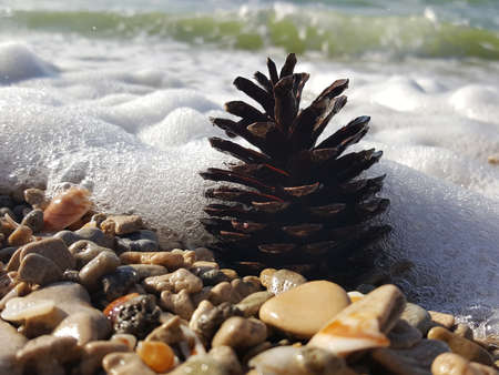 Pinecone lies on the beach. The waves breaking on a pinecone on stony beach, forming a spray and foam. pinecone on the sand near the sea. Christmas decorations. New Year's compositionの写真素材