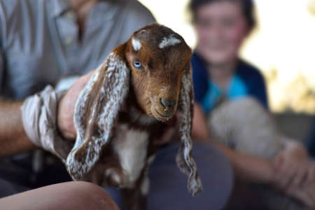 Young goatling in the hands of a farmer. Selective focus.の写真素材