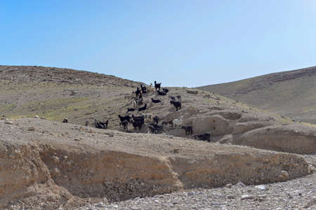 Herd of goats in the mountains of the Negev Desert in Israelの写真素材