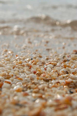 seashells on the beach close-up. selective focus