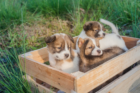Thai Bangkaew Dog Puppies are in the wooden box on the grass の写真素材