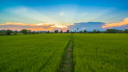 a small walk way in the rice field and it use for keep revel of water for grow riceの写真素材