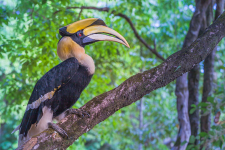 National Park in Kanchanaburi There are plenty of wilderness areas, with many wildlife here. Many...