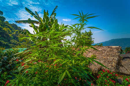 hemp was planted for the show in Hmong tribal village in a valley of Doi Pui to Doi Suthep National Park Chiang Mai Thailand.の写真素材