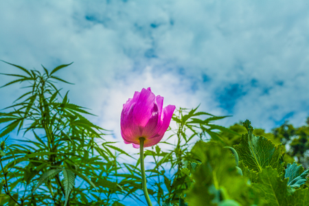 opium poppy flower was planted for the show in Hmong tribal village in a valley of Doi Pui to Doi Suthep National Park Chiang Mai Thailand. In the past hill tribe people have been occupied with opium.の写真素材