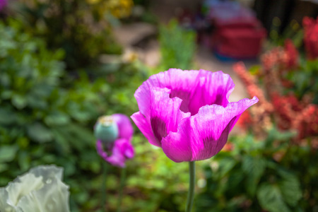 opium poppy flower was planted for the show in Hmong tribal village in a valley of Doi Pui to Doi Suthep National Park Chiang Mai Thailand. In the past hill tribe people have been occupied with opium.の写真素材