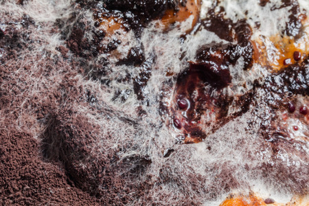 Bring the blueberry marinated in a glass jar Bring the fungus to the microscope to conduct research...