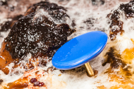 Bring the blueberry marinated in a glass jar Bring the fungus to the microscope to conduct research in science roomの写真素材