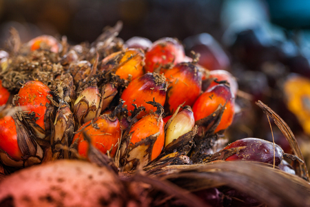 The fruit of the palm oil is orange. Palm oil is used to extract oil for cooking.palm oil in werehouseの写真素材