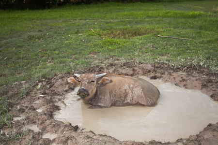 Buffalo muddy in mud pond It is a Buffalo way of life.の写真素材