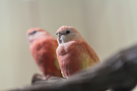 cute colorful Sun Conure parrot birds on the branchの写真素材