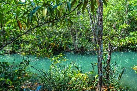 green leaf in a complete swamp the place of emerald green water from fresh water mix with salt waterの写真素材