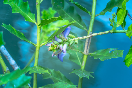 purple flower of biennial plants that rise in the water at Tha Pom Klong Song Nam amazing nature in Krabiの写真素材