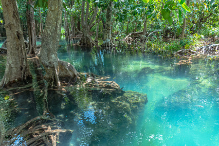 green water in green perfect swamp forest at Tha Pom Klong Song Nam amazing nature in Krabiの写真素材
