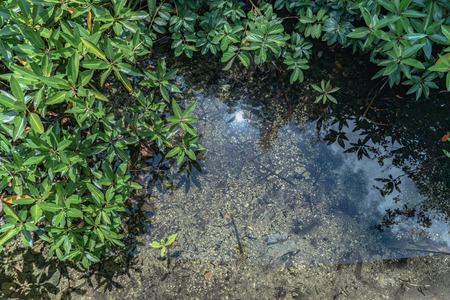 newborn of mangrove trees in perfect swamp forest at Tha Pom Klong Song Nam amazing nature in Krabiの写真素材