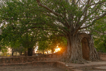 amazing root of banyan tree hold the old ancient door for long time in Ayutthaya period. the door of time is
a famous landmark in Ayutthayaの写真素材