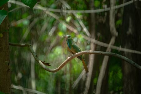 A bird perched on a branch inside the forestの写真素材