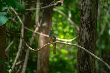 A bird perched on a branch inside the forestの写真素材