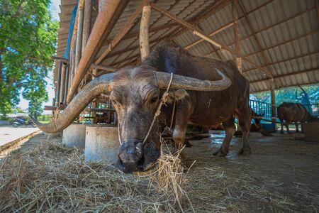 The buffalo rested in the livestock of Thai Buffalo Conservation Center