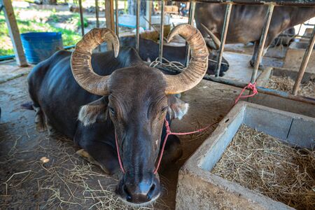 The horned buffalo is like a bull in Thai Buffalo Conservation Center.