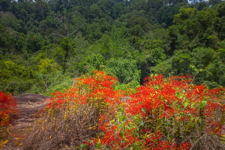 Renanthera coccinea Lour or red wild orchids found along the edge of the rainforest. At an altitude of about 500-1,400 metersの写真素材