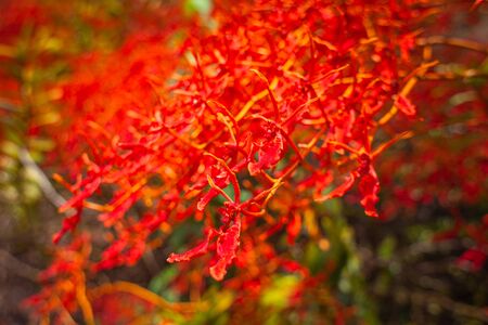 Renanthera coccinea Lour or red wild orchids found along the edge of the rainforest. At an altitude of about 500-1,400 metersの写真素材