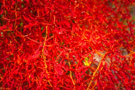 Red wild orchid or Renanthera coccinea Lour.