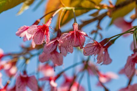 Beautiful Pink white Cherry blossom flowers tree branch in garden with blue sky.の写真素材