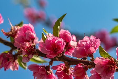 colorful of Pink peach blossom in blue sky during winterの写真素材