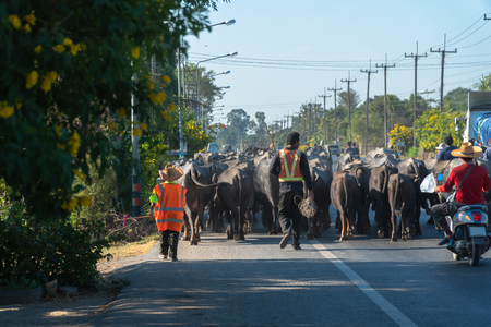 During the dry season, people who have a career raising buffalo. 
Will move the herd of buffalo to find new food sourcesのeditorial素材
