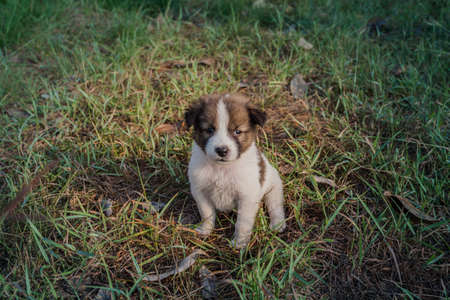 Thai Bangkaew Dog Puppies are in the wooden box on the grassの写真素材