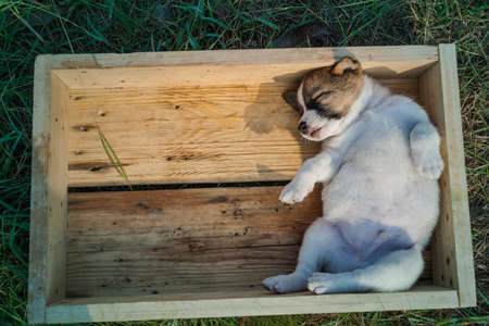 Thai Bangkaew Dog Puppies are in the wooden box on the grassの写真素材