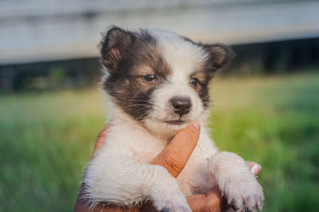 Thai Bangkaew Dog Puppies are in the wooden box on the grassの写真素材